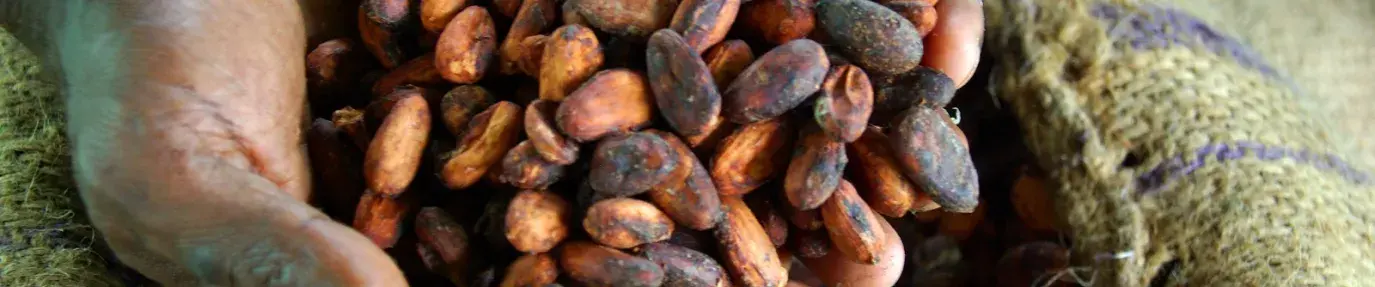Image: dried cocoa beans held by two hands. Title: A Step Towards Combatting Child Labor in Cocoa
